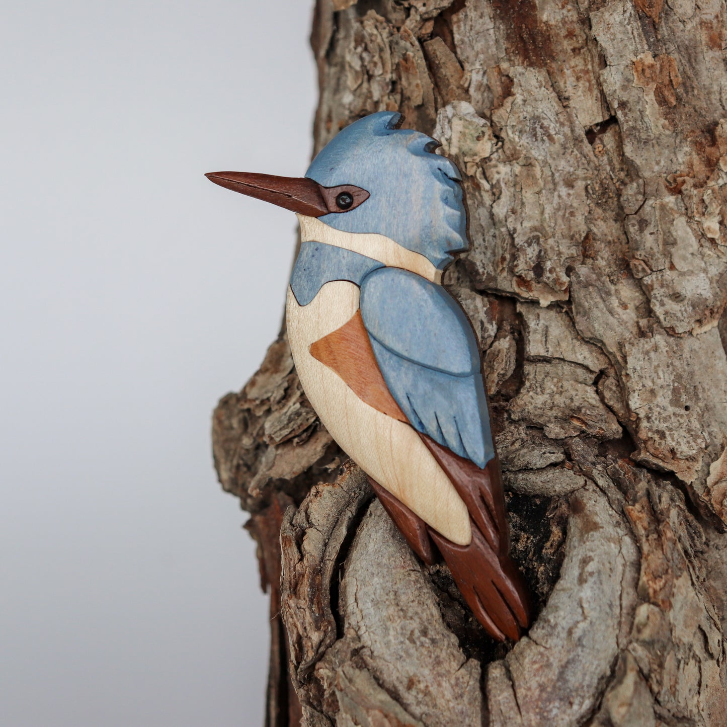 A wood carving ornament of a belted kingfisher made from peruvian walnut, maple, chakte viga and blue acrylic paint wash, perched on a bark of a tree.